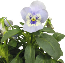 Viola cornuta cu flori și frunze verzi