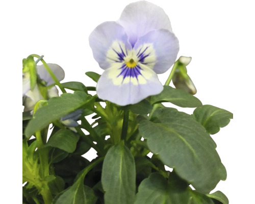 Viola cornuta cu flori și frunze verzi