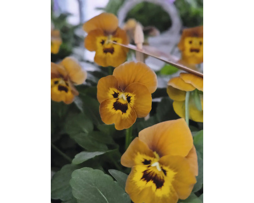 Prim-plan cu panseluțe galben-aurii cu frunze verzi