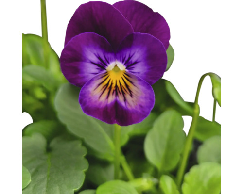 Floare de violetă cu frunze