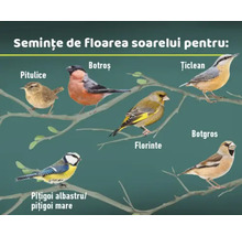 Ilustrație cu diferite specii de păsări care mănâncă semințe de floarea soarelui