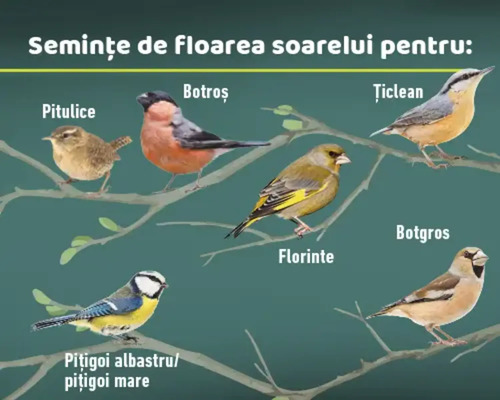 Ilustrație cu diferite specii de păsări care mănâncă semințe de floarea soarelui