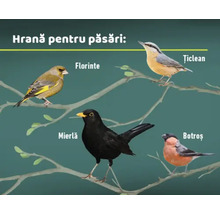 Ilustrație cu diferite specii de păsări așezate pe ramuri
