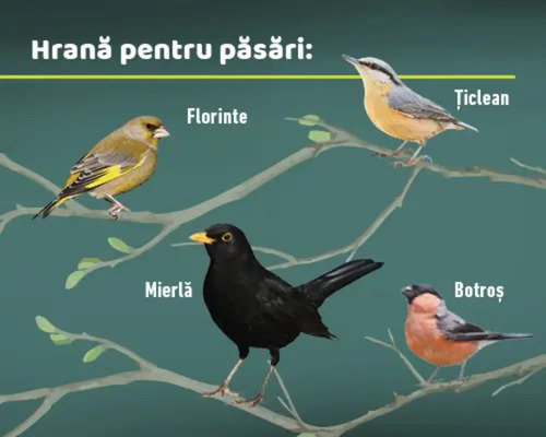 Ilustrație cu diferite specii de păsări așezate pe ramuri
