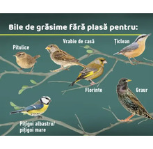 Ilustrație cu diferite specii de păsări care mănâncă hrană cu grăsimi fără plasă