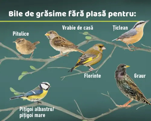 Ilustrație cu diferite specii de păsări care mănâncă hrană cu grăsimi fără plasă