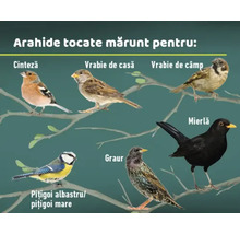 Ilustrație cu diverse specii de păsări pe ramuri