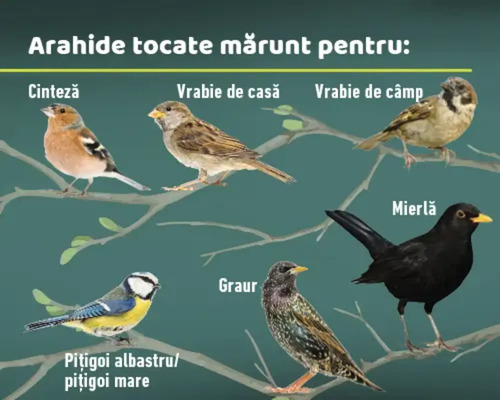 Ilustrație cu diverse specii de păsări pe ramuri