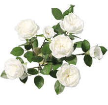 Buchet de trandafiri albi cu frunze verzi