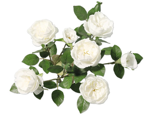 Buchet de trandafiri albi cu frunze verzi