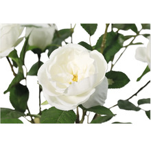 Prim-plan cu o floare de trandafir alb cu frunze verzi