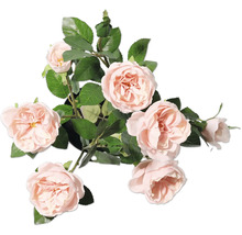 Trandafir decorativ cu frunze în ghiveci