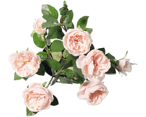 Trandafir decorativ cu frunze în ghiveci