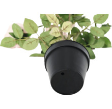 Trandafir în ghiveci negru