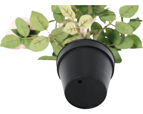 Trandafir în ghiveci negru