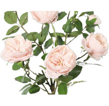 Buchet cu flori delicate de trandafir și frunze verzi