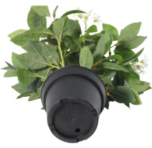 Vedere de sus a unei plante artificiale cu frunze verzi și flori albe într-un ghiveci negru