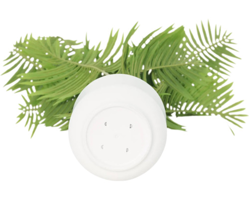 Ghiveci de plastic cu frunze de ferigă