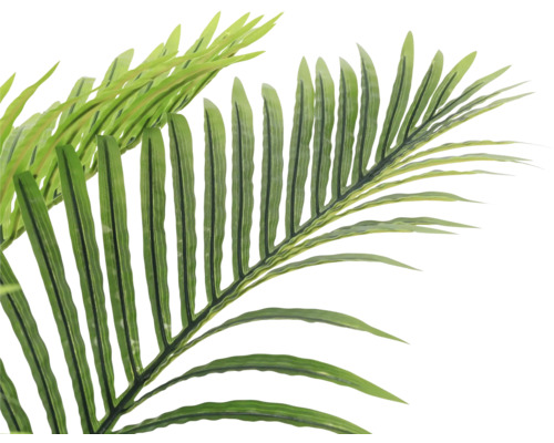 Prim-plan frunză de palmier