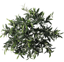 Vedere de sus a coroanei unui măslin cu frunze