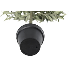 Vedere de jos a unui ghiveci cu o plantă