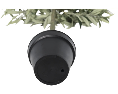 Vedere de jos a unui ghiveci cu o plantă