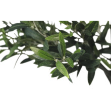 Ramură de măslin cu frunze