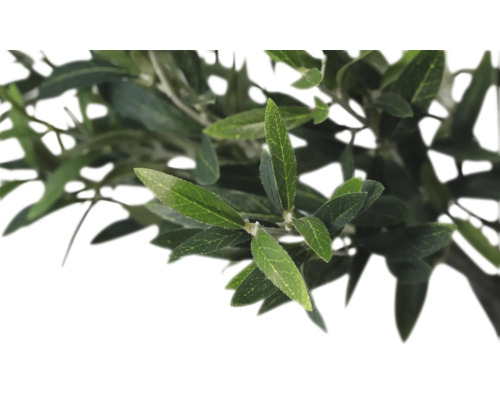 Ramură de măslin cu frunze