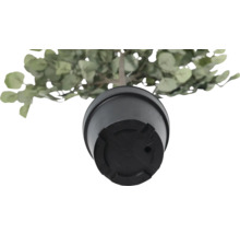 Vedere de jos a unei plante artificiale de eucalipt într-un ghiveci