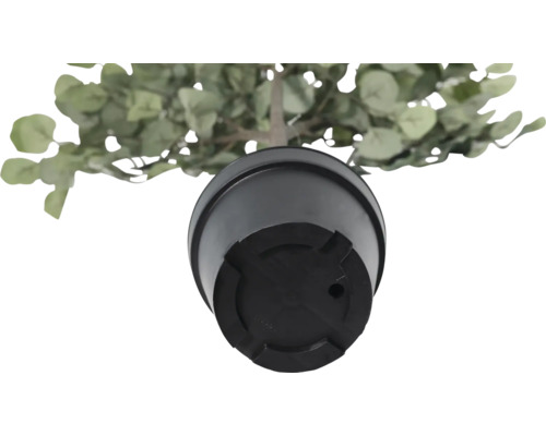 Vedere de jos a unei plante artificiale de eucalipt într-un ghiveci