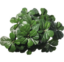 Ficus lirată cu frunze verzi