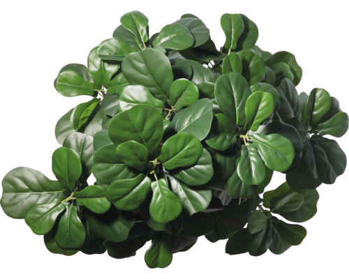 Ficus lirată cu frunze verzi
