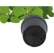 Ghiveci negru cu plantă de dedesubt