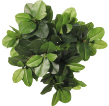 Vedere de sus a unei plante de apartament cu frunze verzi