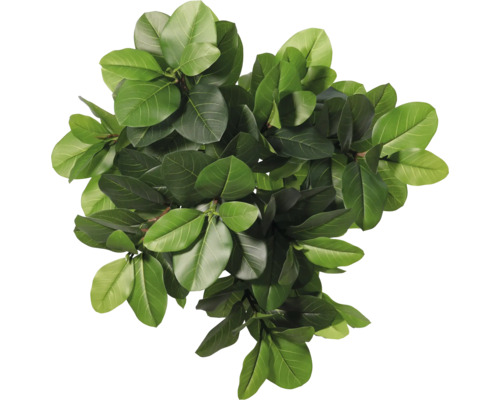 Vedere de sus a unei plante de apartament cu frunze verzi