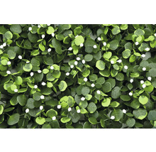 Perete vegetal artificial cu eucalipt și flori albe