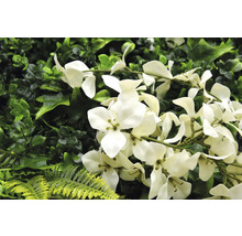 Perete artificial de plante cu flori albe și diferite nuanțe de verde