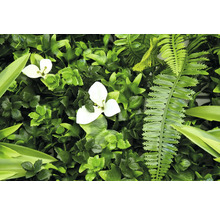 Perete artificial cu plante verzi, cu flori albe și ferigi