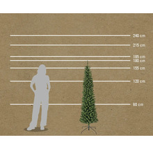 Comparație a mărimii unui brad de Crăciun subțire cu o persoană și linii de măsurare în centimetri