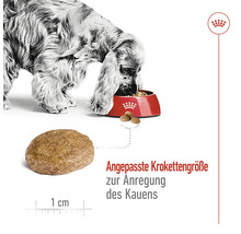 "Câine care mănâncă hrană uscată dintr-un bol