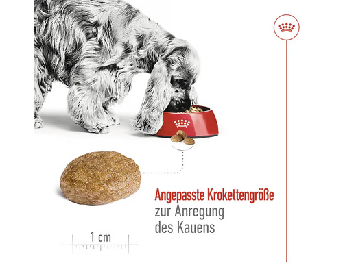 "Câine care mănâncă hrană uscată dintr-un bol