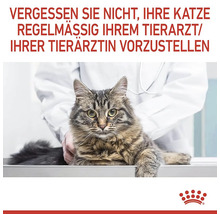 O pisică la veterinar pentru un control regulat