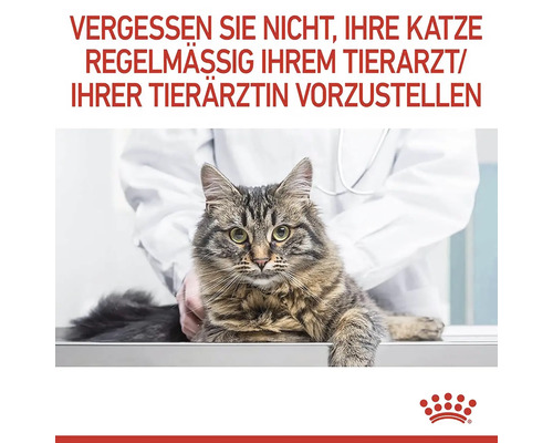 O pisică la veterinar pentru un control preventiv regulat.