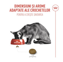 Pisică mănâncă hrană pentru pisici dintr-un castron cu informații despre dimensiunea și aroma hranei pentru pisici