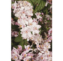Prim-plan cu Deutzia cu flori