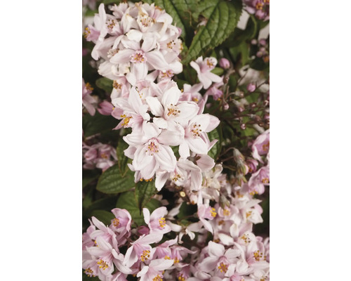 Prim-plan cu Deutzia cu flori