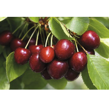 Cireșe dulci pe ramură cu frunze