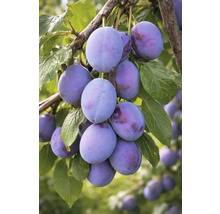 Prune pe ramură cu frunze