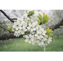 Ramură cu flori albe