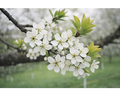 Ramură cu flori albe